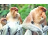 Những chuyện lạ lùng kỳ bí nhất về khỉ trong sử Việt